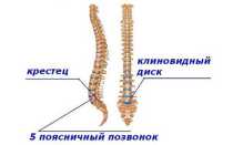 Пояснично крестцовый отдел