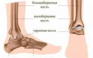 Связочный аппарат голеностопного сустава