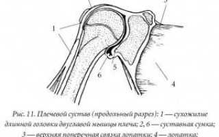 Строение сустава
