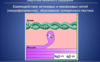 Пульсирует плечо