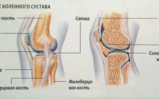 Структура колена